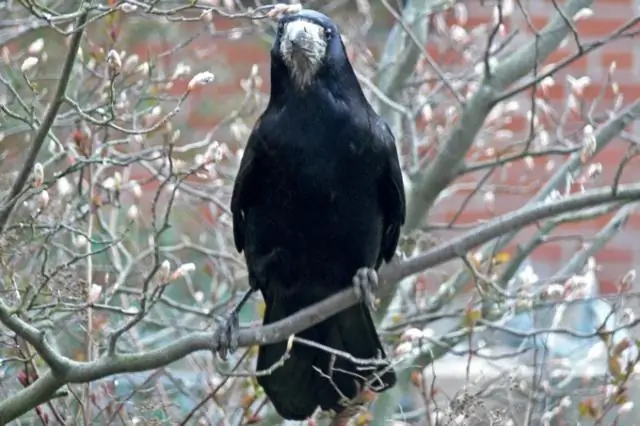 Вороны могут планировать заранее, подобно людям и человекообразным обезьянам