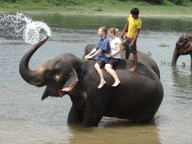 Кубинские крокодилы, находящиеся под угрозой исчезновения, возвращаются домой