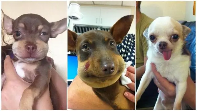 Хождение как муравьи дает паукам шанс