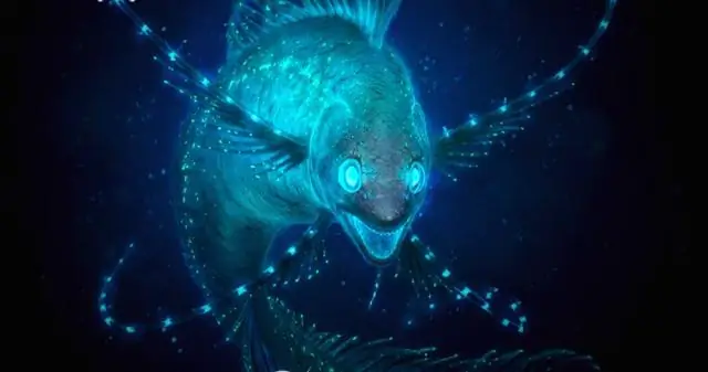 Открытие глубоководных коралловых рифов в недрах северной части Тихого океана