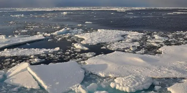 Изменение климата: биоразнообразие спасает биоразнообразие в более теплом мире