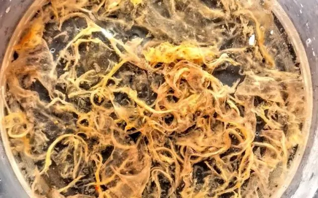 Bac-for good: Бактерии, передаваемые из поколения в поколение, приносят вам больше пользы, чем другие