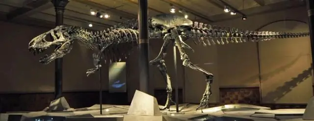 Почему тираннозавр был медленным бегуном и почему самые большие не всегда самые быстрые