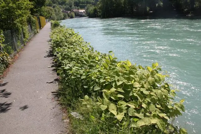 Инвазивные виды растений могут улучшить прибрежные экосистемы: лучше иметь неестественную среду обитания, чем вообще ничего