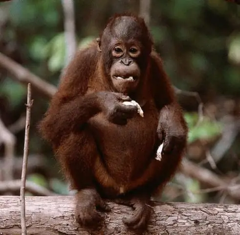 Борнейские орангутаны двигаются пологом целей сохранения