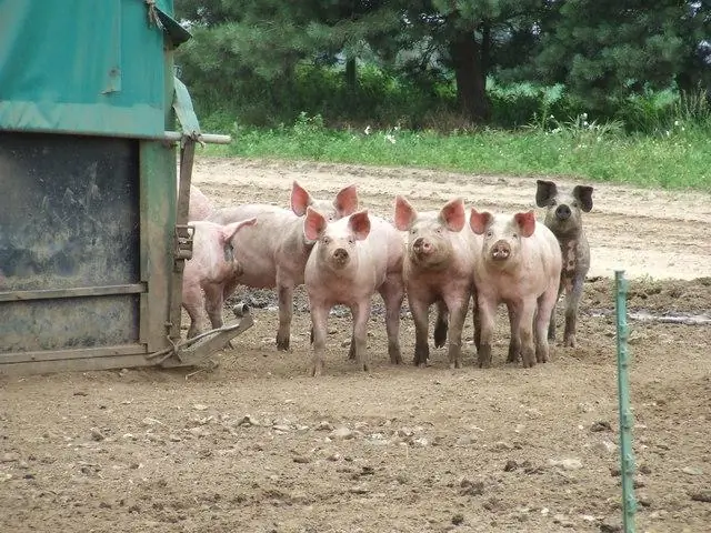 Новый способ, которым клетки отключают гены