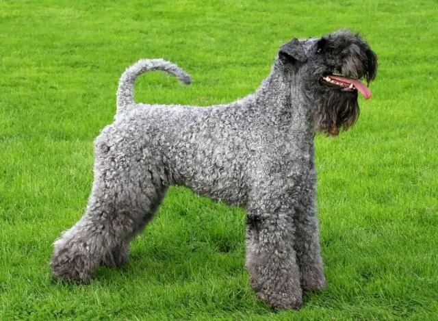 Почему собаки такие любящие компаньоны? Это у них в генах