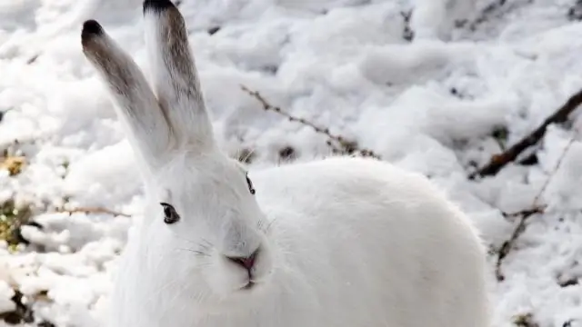 Хот-доги: влияет ли изменение климата на популяции африканских диких собак?