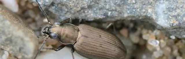 Редкое открытие трех новых видов жаб в Большом бассейне Невады