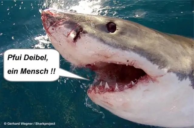 Наши предки уже были теплокровными незадолго до пермско-триасового вымирания