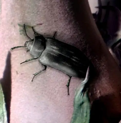 Реконструкция «современного» жука возрастом 300 миллионов лет из Австралии