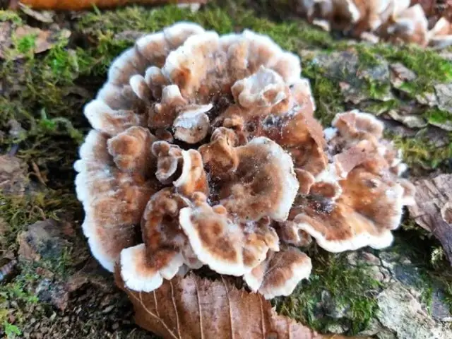 Грибы, которые эволюционировали, чтобы питаться древесиной, предлагают новый инструмент преобразования биомассы: микробиологи, международная команда, демонстрируют разрушение древесины грибами