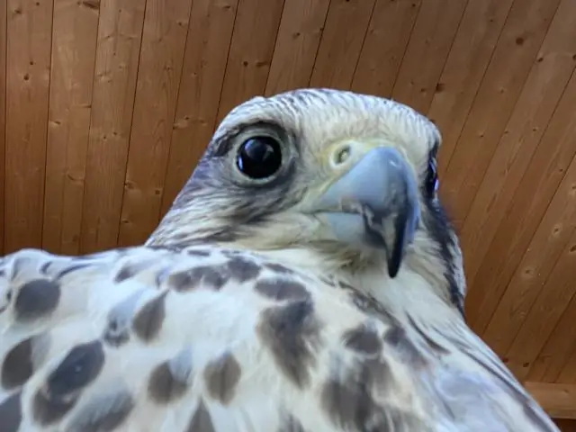 Ген кукурузы, придающий устойчивость ко многим болезням листьев растений