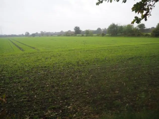 Эволюционные биологи решают загадку эволюционных отношений между позвоночными