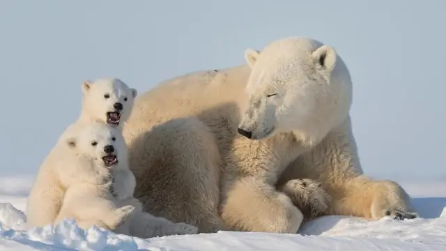 Летнее таяние льдов в Арктике