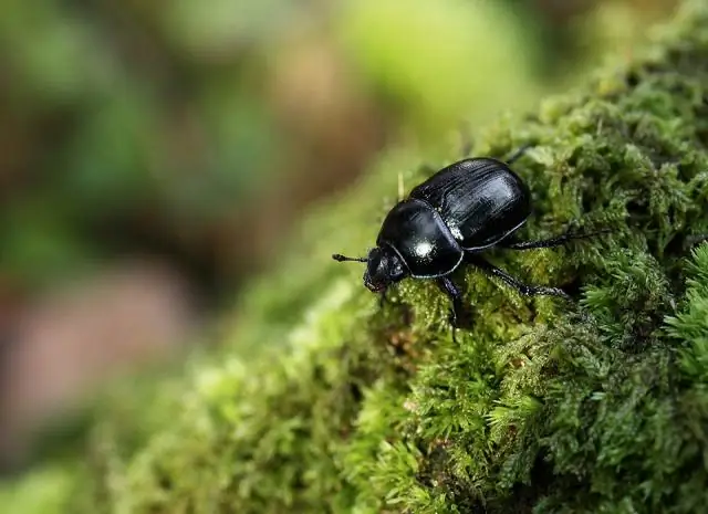 Енотовидная аскарида: скрытый человеческий паразит?