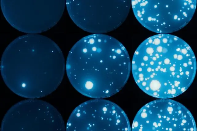 Ни один ген не является островом: положение гена в хромосоме влияет на мутации