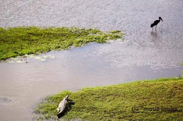 Мозг стрекозы предсказывает путь своей добычи