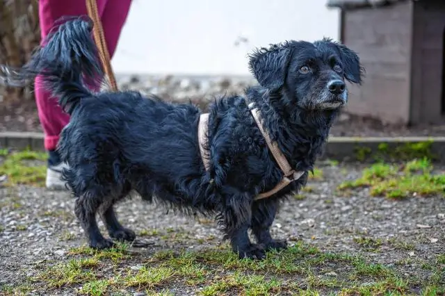 Как один только страх может привести к вымиранию животных: даже запах хищника может иметь катастрофические последствия для популяций небольшого размера