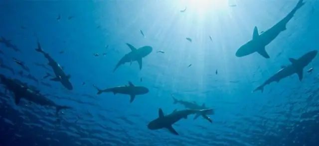 Новый вид акул светится в темноте, весит около 2 фунтов и имеет огромный нос