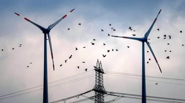 Новая птица, которую люди уничтожили, обнаружена на Азорских островах