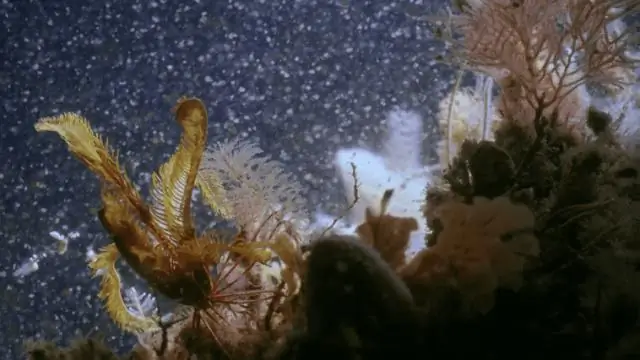 Видение в темноте: Минус солнечный свет, общая теория раскрывает универсальные закономерности в экологии