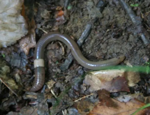 «Инвазивные» виды существуют гораздо дольше, чем предполагалось