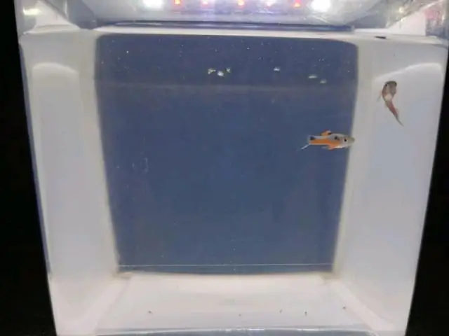 В мире конкуренции гуппи рождаются не только большими, но и более зрелыми