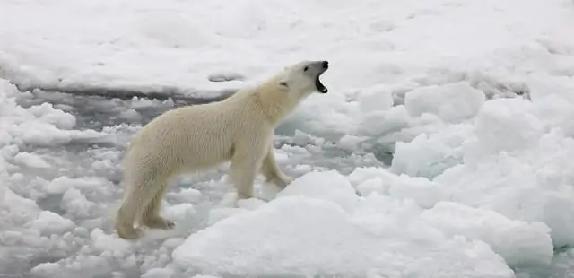 Потеря арктического морского льда влияет на систему циркуляции вод Атлантического океана