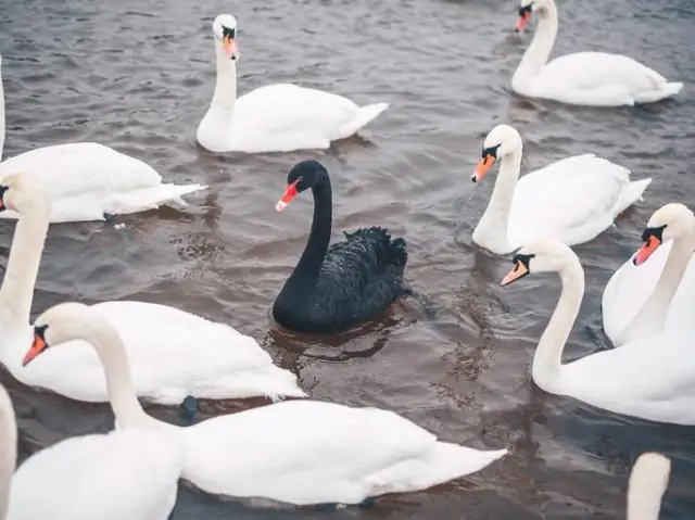 Понимание того, как рыбаки ловят рыбу на коралловых рифах, может помочь в разработке стратегий управления рыболовством: исследование подводной охоты в Карибском море