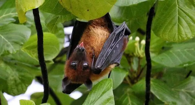 Мухи-падальщики используются для наблюдения за млекопитающими в тропических лесах