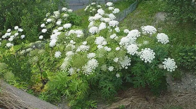 Растение эпохи динозавров впервые найдено живым в Северной Америке