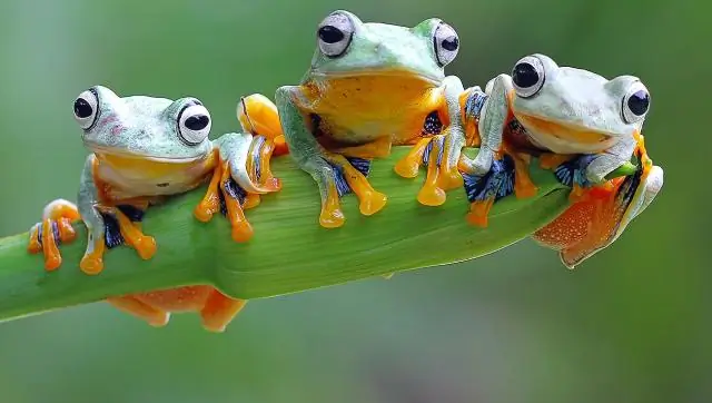 Смертельный грибок, поражающий зимующих летучих мышей, может распространяться летом