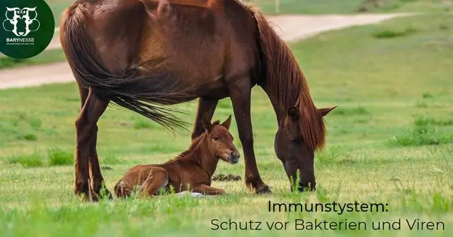 Намагниченные вирусы атакуют вредные бактерии: усиленные фагами наночастицы убивают бактерии, загрязняющие системы очистки воды