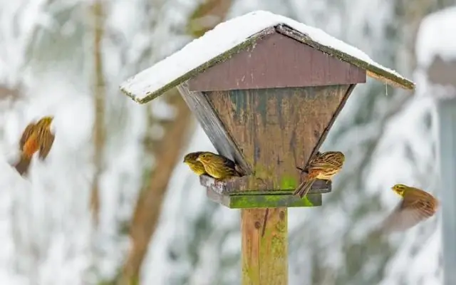 Самые опасные патогены в Европе: изменение климата увеличивает риски