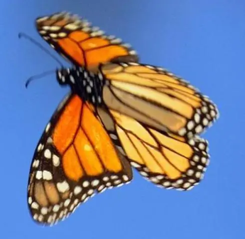Спасение бабочки-монарха: биолог объясняет расхождения в переписи населения