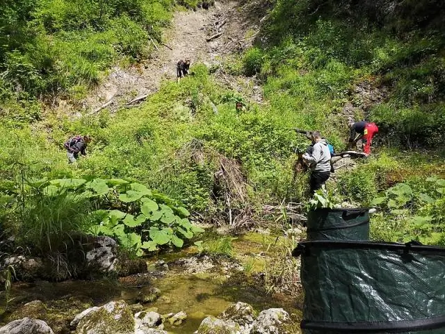 Тараканы-садовники: Распространение семян растений по лесной подстилке: Растение семейства азалий полагается на тараканов для распространения семян