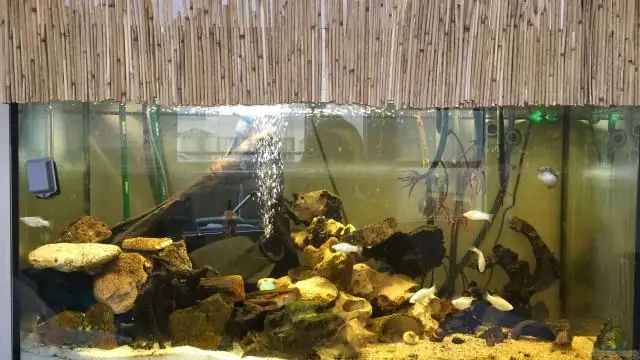 Мангровые заросли жизненно важны для обеззараживания окружающей среды