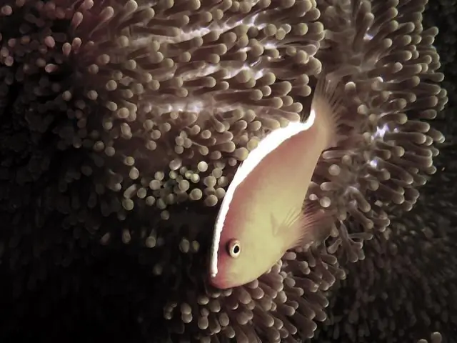 Повышение температуры: согласно исследованию, достижение целей глобальной температуры, изложенных в Парижском соглашении по климату, маловероятно