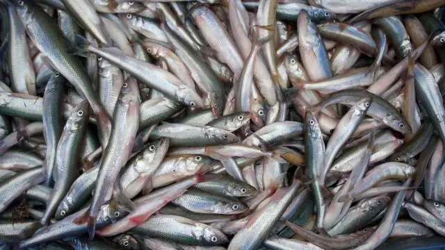 В меню раннего человека: мамонт и много сырых овощей: ранние современные люди потребляли больше растений, чем неандертальцы, но ели очень мало рыбы