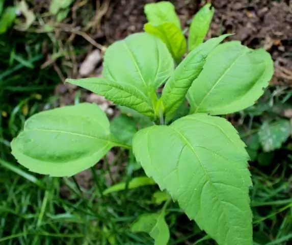 Происхождение человеческого рода могло произойти случайно: статья оспаривает утверждение о том, что род Homo возник в ответ на изменения окружающей среды