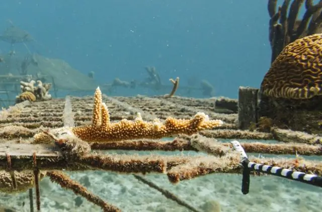 Воссоздание дикой природы: вымирание, технологии и этика сохранения