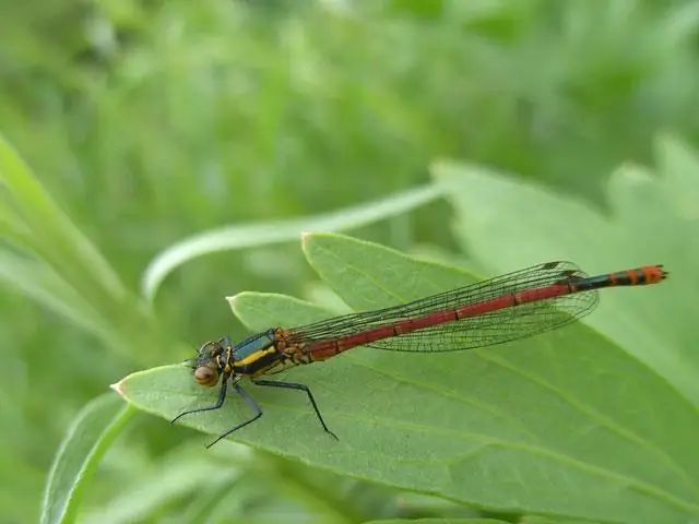 Как птицы получают свой цвет? Роль меланинов в создании сложных рисунков оперения у 9000 видов
