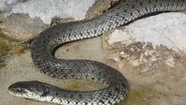 Новая змея в Европе: полосатая ужа описывается как отдельный вид