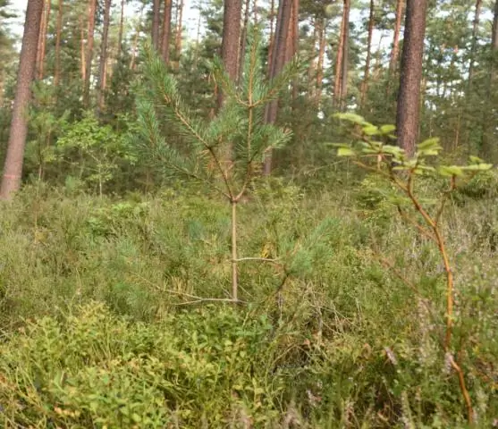 Облесение неместными деревьями изменяет почву острова