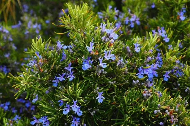 Шансы на выживание MRSA, предсказанные секвенированием ДНК супербактерии