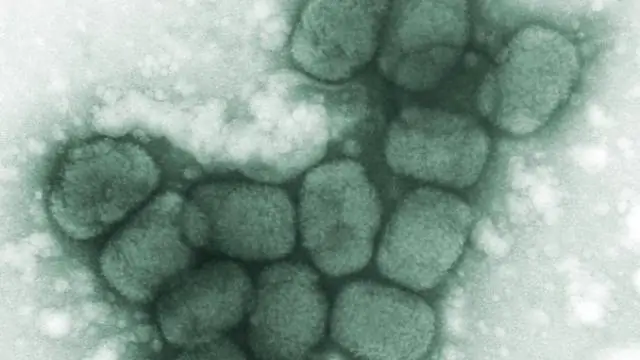 ДНК из костей трески викингов указывает на 1000-летнюю историю европейской торговли рыбой