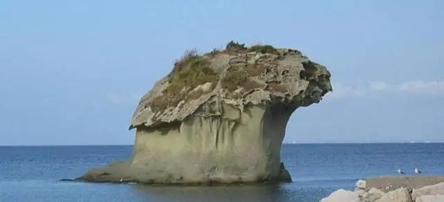 Открытие бедер динозавра разгадывает загадку вида: находка открывает дверь для открытия десятков новых видов