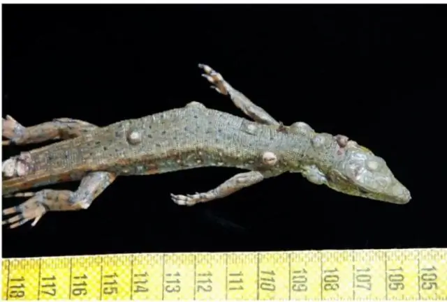 Новый поксвирус угрожает молодым белкам