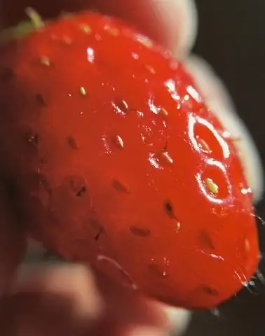 Как цикады умудряются летать